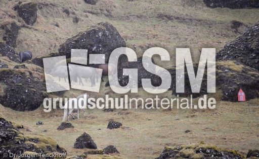 Islandpferde (38 von 50).jpg